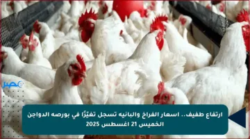 ارتفاع طفيف.. أسعار الفراخ والبانيه تسجل تغيّرًا في بورصة الدواجن الخميس 21 أغسطس 2025